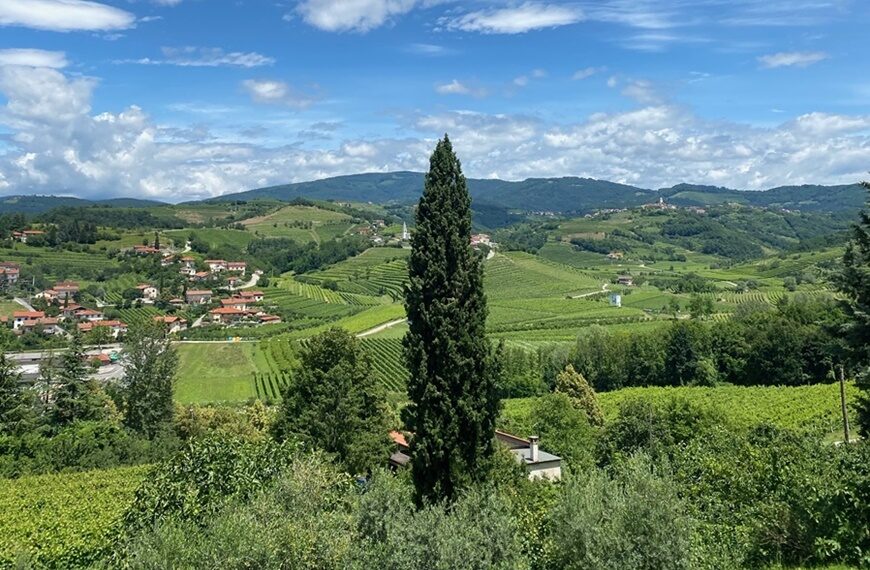 Goriška Brda Rebula Wine