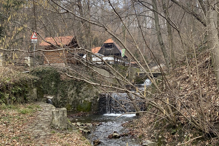 medvedjica